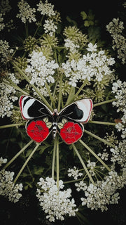 Butterflies & Roses Hard Enamel Pin